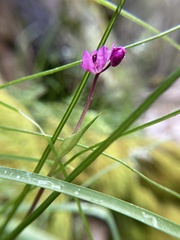 Wurmbea biglandulosa