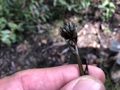 Haemodorum austroqueenslandicum