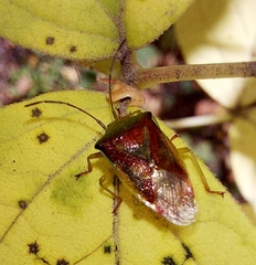 Acanthosoma haemorrhoidale