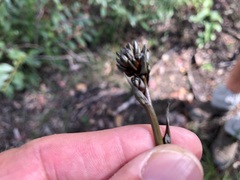 Haemodorum austroqueenslandicum