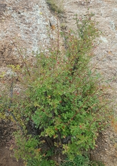 Ribes diacanthum