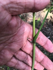 Haemodorum austroqueenslandicum