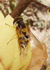 Epistrophe grossulariae