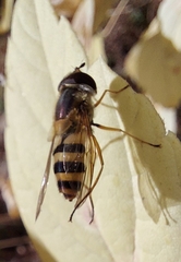 Epistrophe grossulariae