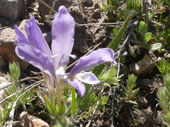 Babiana patula