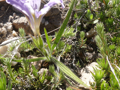 Babiana patula