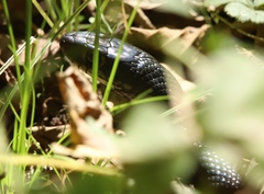Hierophis viridiflavus