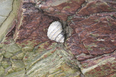 Austrocochlea constricta