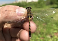 Leucorrhinia rubicunda
