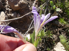 Babiana patula