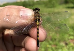 Leucorrhinia rubicunda