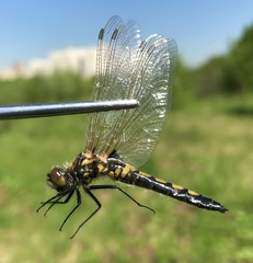 Leucorrhinia rubicunda