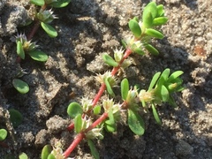 Illecebrum verticillatum