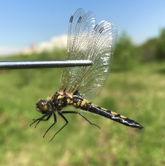 Leucorrhinia rubicunda