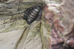 Sypharochiton pelliserpentis