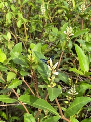 Acanthus ilicifolius