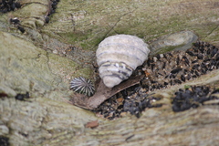 Austrocochlea constricta