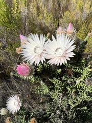 Phaenocoma prolifera