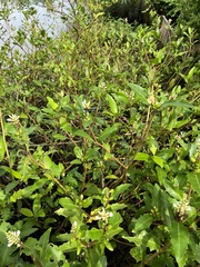 Acanthus ilicifolius