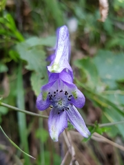 Aconitum variegatum