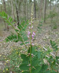 Indigofera australis