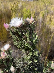 Phaenocoma prolifera