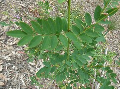 Indigofera australis