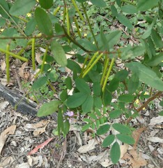 Indigofera australis