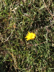 Hypochaeris radicata