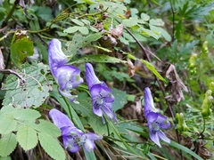 Aconitum variegatum