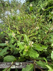 Acanthus ilicifolius