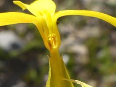 Sebaea exacoides