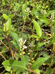Acanthus ilicifolius