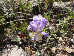 Babiana patula