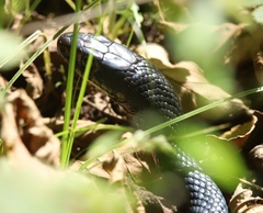 Hierophis viridiflavus