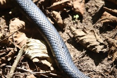 Hierophis viridiflavus