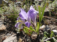 Babiana patula