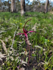 Caladenia formosa