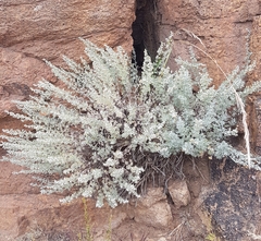 Artemisia rutifolia