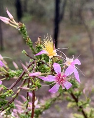 Calytrix