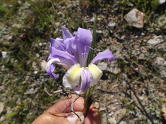Babiana patula