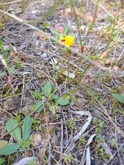 Goodenia trinervis