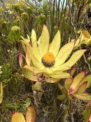 Leucadendron gandogeri