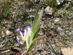 Babiana patula