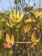 Leucadendron gandogeri