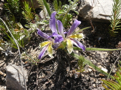 Babiana patula