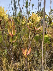 Leucadendron gandogeri