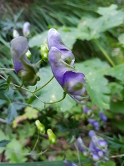 Aconitum variegatum