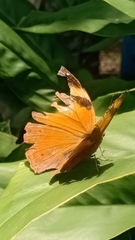 Doleschallia bisaltide