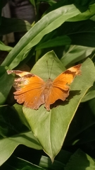 Doleschallia bisaltide